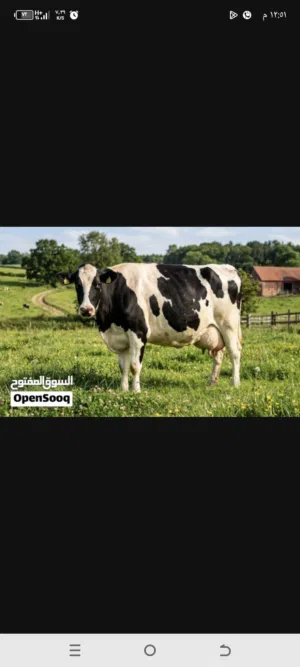 بقره عشار سبعه ونص شهور