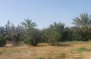 Residential Land for Sale in Tripoli Ain Zara