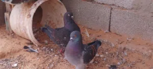 كوبيه ميني