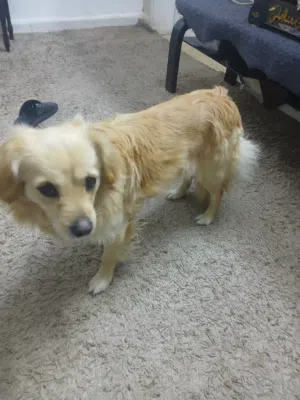 حيوانات اليفه