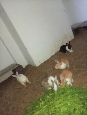 ارانب عمانيات العدد خمسه كبار العمر اربع شهور قريب سن الإنتاج ما يشكن من اي شي