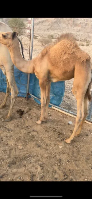 قعود للبيع طياح شهر 12
