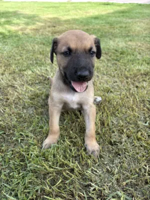 جرو عمره 35 يوم نوع مالينو