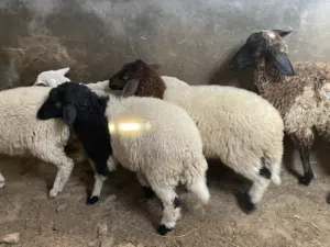 فطايم توميات للبيع
