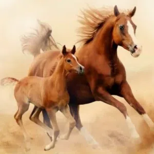 ابو محمد 