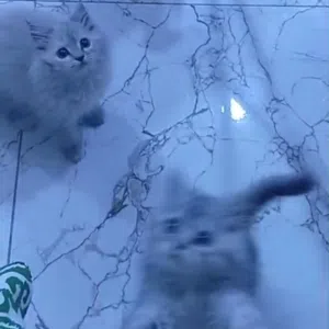 قطط للبيع التفاصيل اسفل !