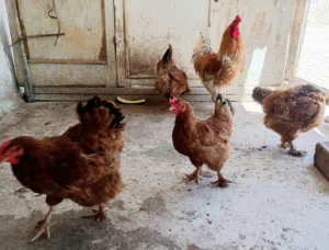 6 دجاجات و 2 فراريج رود امريكي مهجن على البراهما