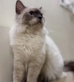 قطة هملايا للبيع اليف جداً
