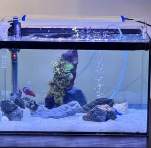 Stunning Betta setup — everything included, zero hassle!”