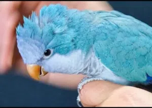 طائر كويكر نخب اول نظيف وصغير