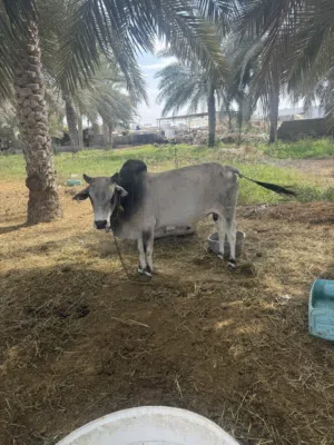 بيع ثيران فول سمنه