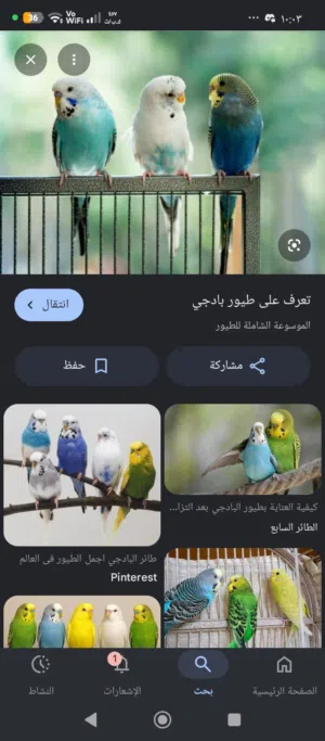 مطلوب زوج بادجي بسعر أقل من عشرة