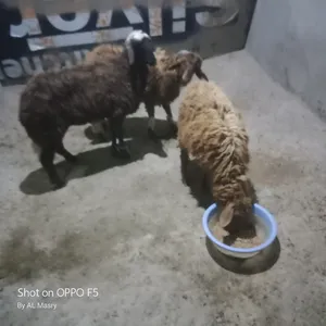 Sheep4