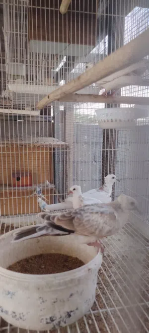 ياكريمي زوج  وافراخهن للبيع