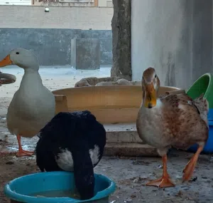 3 بطات بكيني، ذكر مع 2 اناث شغالات ومفكولات بإذن الله