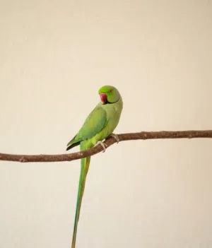 ببغاء دره هندي . قابل للتفاوض لببيع السريع