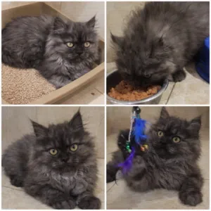 قطة شيرازي أنثى سموكي رمادي غامق فرو طويل العمر شهر ونصف مطعمة ومتعلمة على الرم