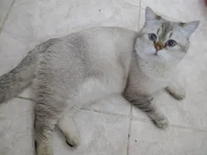 قط نوع برتش مميز لعوب و اليف للبيع