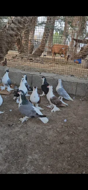 حمام شيرازي للبيع جمله او الزوج