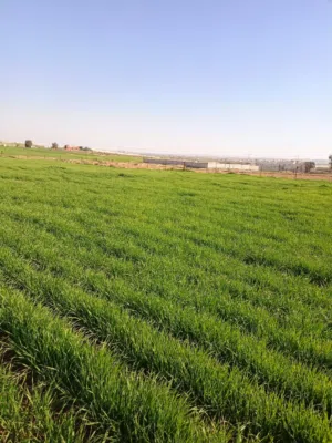 Farm Land for Sale in Mafraq Bala'ama