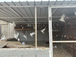 الأرخص في السوق حمام زاجل