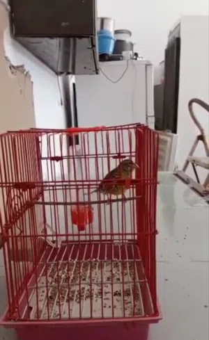دكر سماريس متع حضيرة