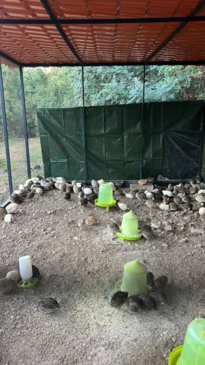 بيض فري بيض جاج بلدي للتفقيس   بيض بط بلدي للتفقيس