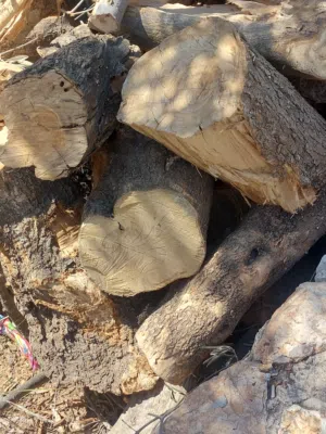 حطب زيتون للبيع في ماحص