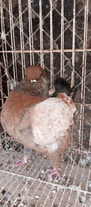 ذكر مينى مودينا