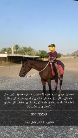 حصان عربي هادي