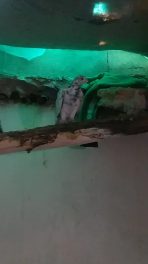 Pigeons2
