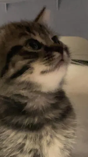 ذكر سكوتش ستريت عمره شهرين ونص