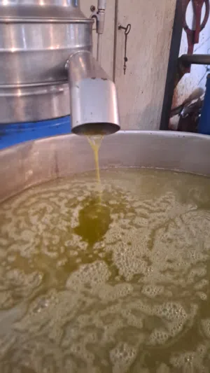 زيت زيتون بكر من مزرعتي البيع فى الحوش
