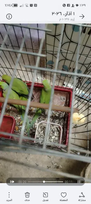 للبيع ببغاء دره