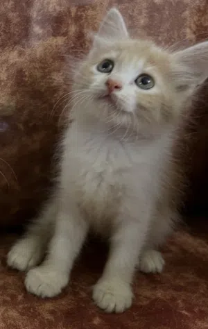 قطط صغيره للبيع بعمر شهرين تقريبا .