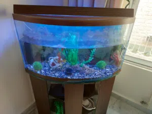 حوض سمك للبيع مع كامل أغراضه