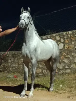 مهر عربي واهو مسجل ابن أبطال حفيد مروان الشقب