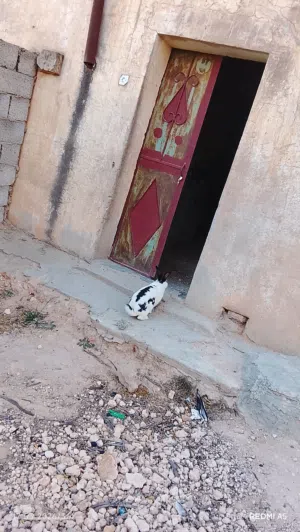 ارانب الله يبارك خاليات من جميع الامراض