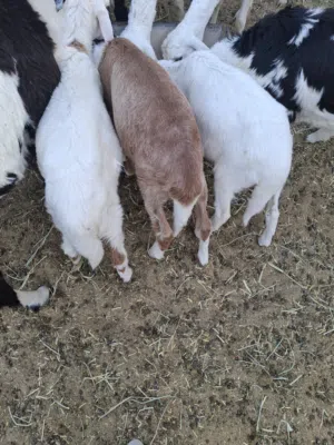 أغنام سوداني للتربيه