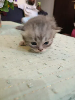 Persian cat