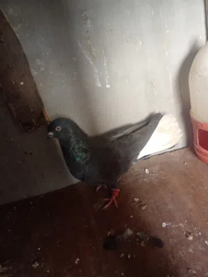 جوز نوري اسود ذنب ابيض للبيع