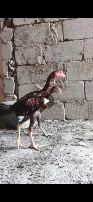 هراتي مخاليف ثلاثه ديجين ودجاجه