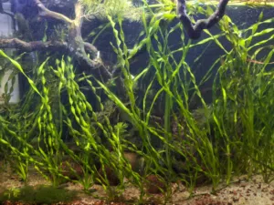 Plants for sale