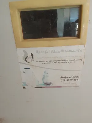 ‏دجاج‏0