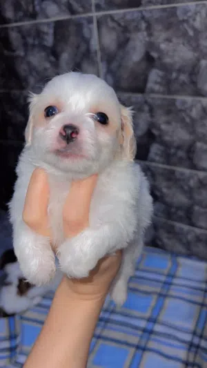 Caniche Bichonné maltèse