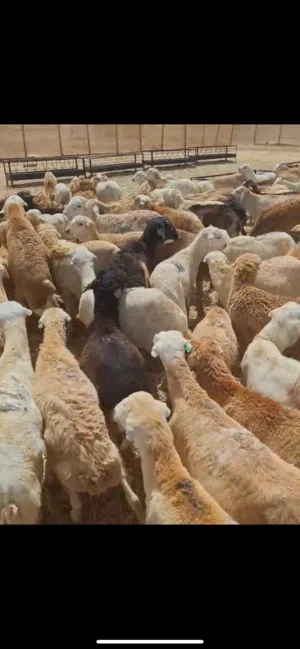 خرفان رفيدي جملة درجة اولى ماشاء الله تربية جده حضيرتنا.