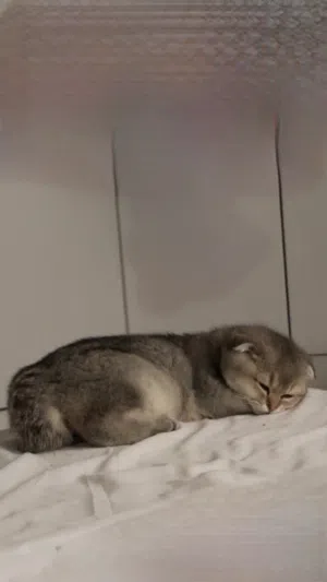 بيعه سريعه