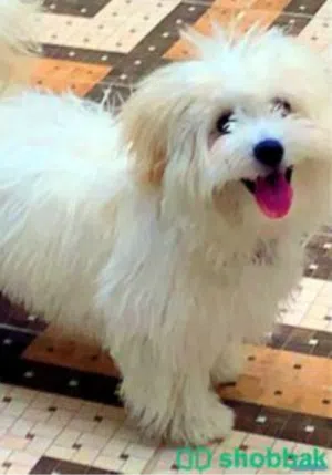i need Male Maltese dog wanted for mating