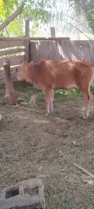 عجاله ثنينه للبيع