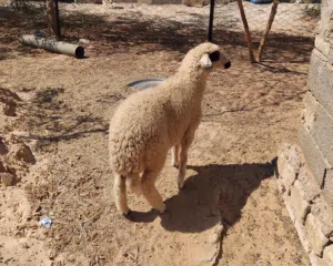 بسم الله  توكلنا على الله  فطيمة للبيع السعر 1250 دينار عمرها حوالي 5 شهور خالية من العيوب